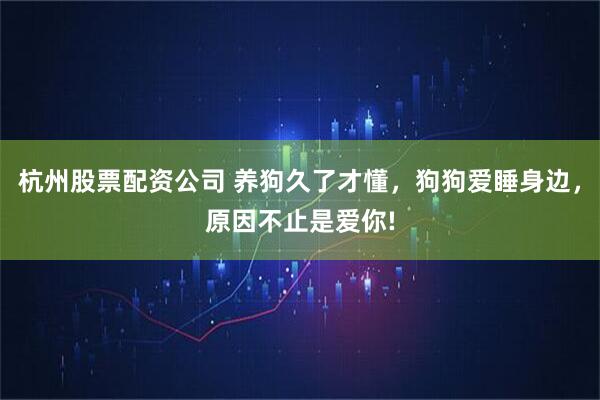 杭州股票配资公司 养狗久了才懂，狗狗爱睡身边，原因不止是爱你!