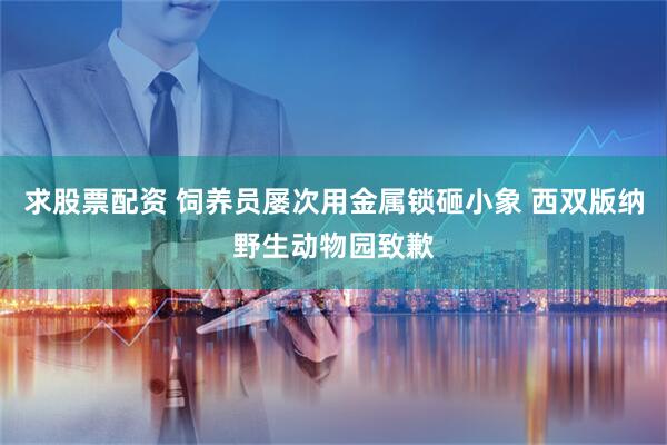 求股票配资 饲养员屡次用金属锁砸小象 西双版纳野生动物园致歉